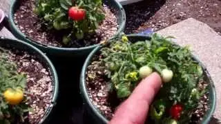 Worlds Smallest Tomato Plants Micro Toms Are Amazing!