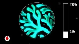 Bacterias con superpoderes para iluminar nuestras ciudades