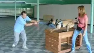 Khaleesi Environmental Training (box, part 3) @ Sirius K9 Academy