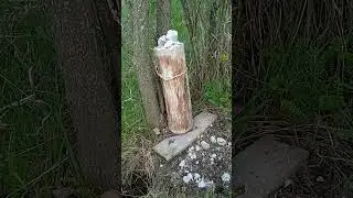 солонець на зайця( засипав солі)