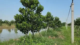 Cách Chăm Sóc Vườn Mít Indo Con Nhanh Lớn và Cây Bung Tàn Tròn Đều