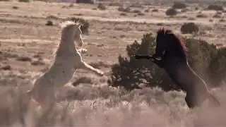 Wild Lands Wild Horses - :60 Trailer