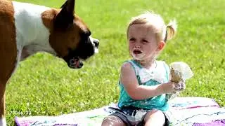 #Dog eat the baby food  #funny #minivlog #vlog 