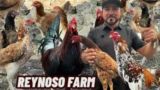 REYNOSO FARM - Feeding Time Free Range Shape Outdoor Chicken Coop Breeding Pens