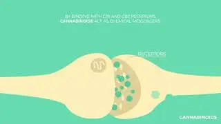 The Endocannabinoid System Explained - How Does It Work?
