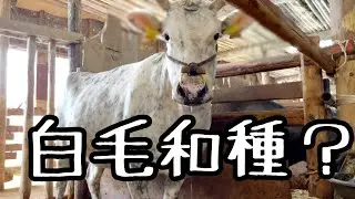 白い但馬牛を見に行ってきました