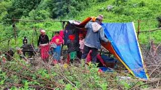 Nepali Mountain Nomad Shephard Life||Traditional Shephard Food Sisno Cooking And Eating Delicous|