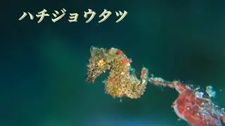 ハチジョウタツ|伊豆大島|秋の浜