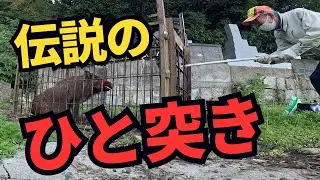 お寺を荒らす大猪が、ついに箱罠にかかったということで現場に急行！84才のベテラン猟師の伝説のひと突きでキメる有害鳥獣駆除！