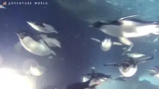たくさんの仲間と一緒に水中を自由気ままに泳ぐペンギンたち（ADVENTURE WORLD）～Penguins swim about freely with many friends～