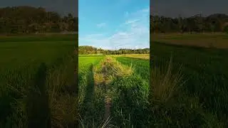 Vietnamese Countryside Scenery