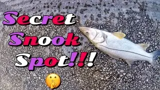 Mullet Run Snook Fishing!!!