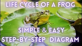 Frog Life Cycle Video | Tadpole Transformation into a Frog I how to draw I Easy simple