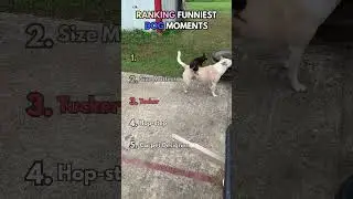 Ranking Funny Dog Moments 🐶
