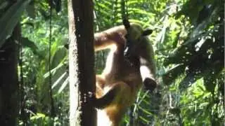 Amazon biodiversity study - Peru