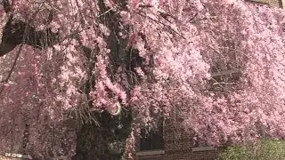 Capone Cherry Tree at Union Memorial