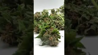 Marijuana dry time lapse