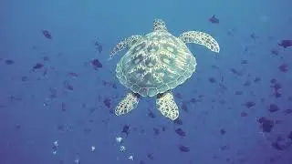 The immense Beautiful Deep Blue Sea Ocean Life - Simple Relaxing Music