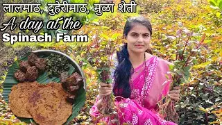 भाज्यांचीबाग पालेभाजीचे प्रकार | Bottle Gourd Halwad & Khir Recipe | Traditional Farm Fresh Recipes