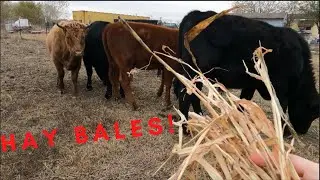 Feeding Round Bales to the Cows!