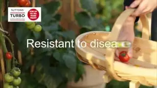 Why buy grafted vegetable plants from Suttons Seeds?