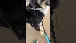 Hands-free dog leash for easy walks #dog #handsfree