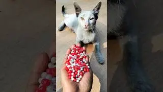 Satisfying 😻 Beads Cat Magic Therapy#shorts #catasmr #cute #beads #satisfying