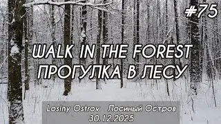 Прогулка в лесопарке #75/Walk in the forest park #75   30.12.2025   #Лосиныйостров 
