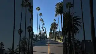 Who else could drive here all day. 🤩🌴 #miami #miamibeach #palmtree #palmtrees #driving #drive #car