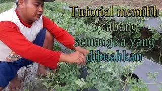 Tutorial memilih 3 cabang semangka dengan benar