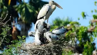 Exploring a Tranquil Bird Sanctuary Where Nature and Wildlife Thrive  0056