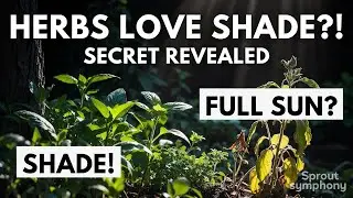 The Secret to Growing Herbs in the Shade - What Actually Works