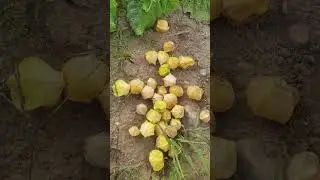 Ground Cherry