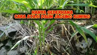 Cara mengatasi daun jagung yang kuning dan terkena bulai