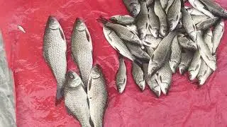 Amazing korean largest fish market and boneless mackerel mass#production#Korsan#fish 
