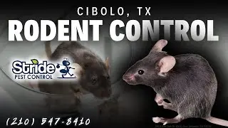 Cibolo, Texas Rodent Control Services (210) 547-8410