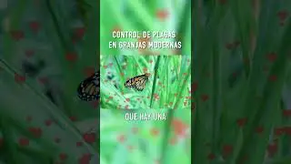 Control De Plagas En Granjas Modernas #shorts