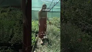 Это гаура, а это причины её любить