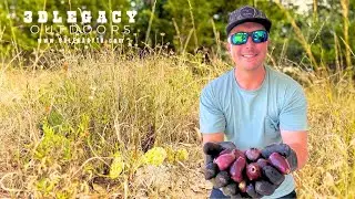 This Fruit Could HURT You... So I COOKED IT!!!