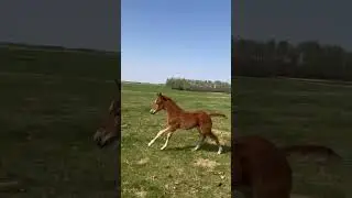 Foal ID #7 - Video 1