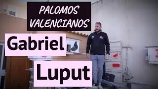 Palomos Valencianos de morfologia 🕊️, vuelo y trabajo ⚒️Gabriel Luput 🇷🇴🇪🇸