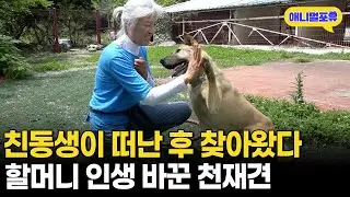 줄넘기부터 그림까지 그린다? 할머니 보물 1호 천재 강쥐ㅣKBS 굿모닝 대한민국 200728 방송