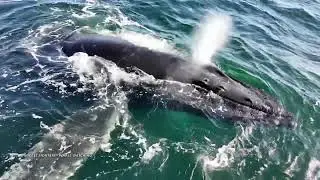 Very Friendly Humpback whale, Monterey Bay 11/7/24
