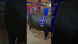 Rambo cow# subscribe my you tuob canal ##