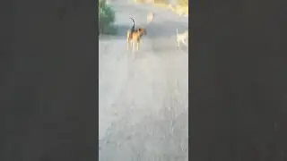 Dogs vs coyotes