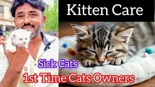 Cats Treatment | How to Care Kittens | Cats Kittens Care | Cat Caring Tips | Persian Cat | #cat 