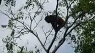 Brown Howler Monkeys in Bacury