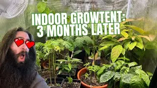 Indoor Grow Tent Update &ndash; Tropical Plants, New Seedlings & Explosive Growth
