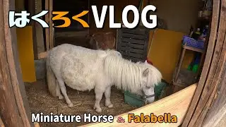 Discover the SECRET Life of Miniature Horses in Japan【はくろくVLOG】Vol.402