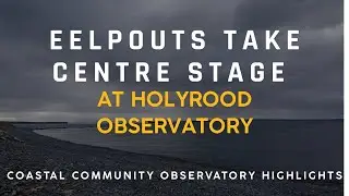 Eelpouts Take Center Stage at the ONC Holyrood Observatory